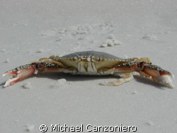 Crabby? Geez! Got a little sand kicked in my face; just m... by Michael Canzoniero 